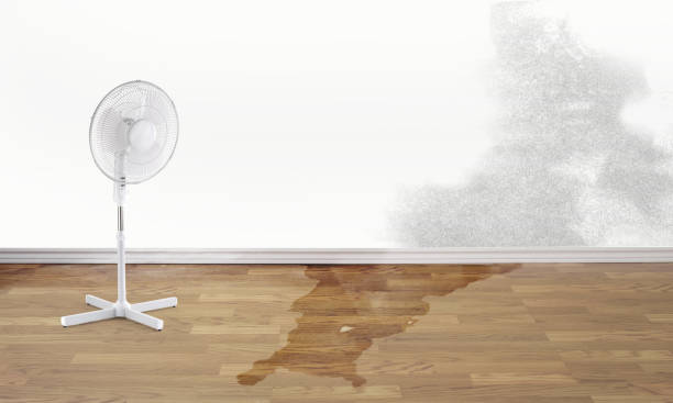 Best Mold removal after water damage  in Central Gardens, TX